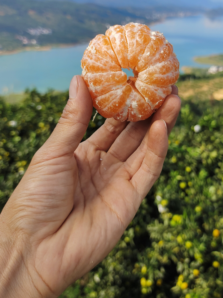 东江湖 清江东江湖蜜桔子