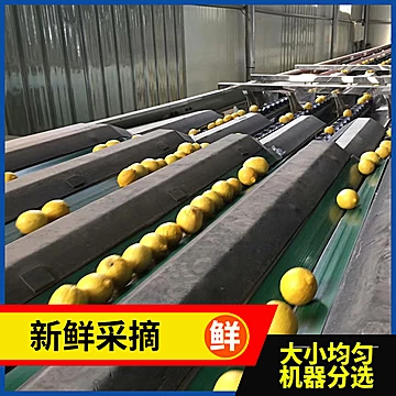 撸漏，洞！领详情页6元卷500g柠檬[3元优惠券]-寻折猪