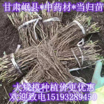 Minxians own production of excellent Chinese herbal medicine angelica seedlings astragalus seedlings party three seedlings suitable for large-scale planting of a pound