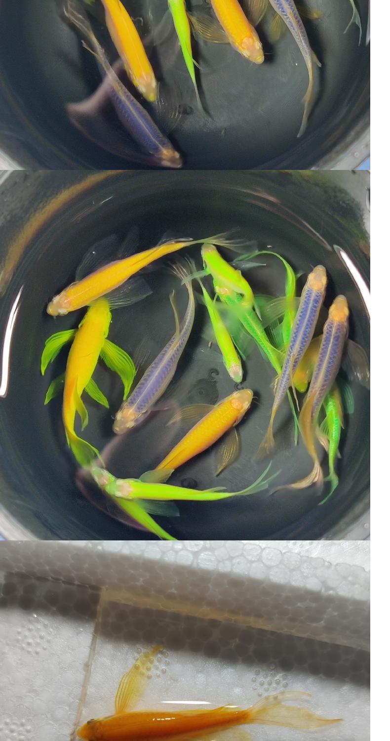 稀有荧光蝶翼长尾翡翠绿斑马鱼灯种小型热带观赏鱼苗冷水淡水宠物