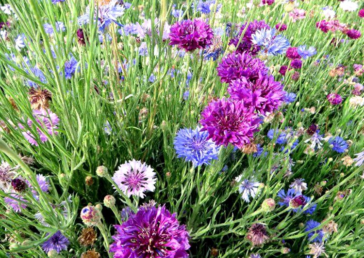 矢车菊花种四季易种活蓝色矢车菊种子室外庭院绿化耐寒花卉种籽子