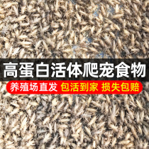 White cricket cricket cricket live insect white needle head hoist lizard scorpion centipede dragon fish spider feed