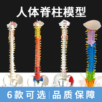 A total of 2 models of human spine 1:1 adult medical bone-setting exercise spinal neuroskeletal simulation skeleton