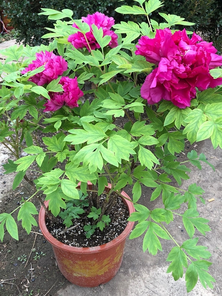 春节鲜花牡丹花盆栽带花苞发货