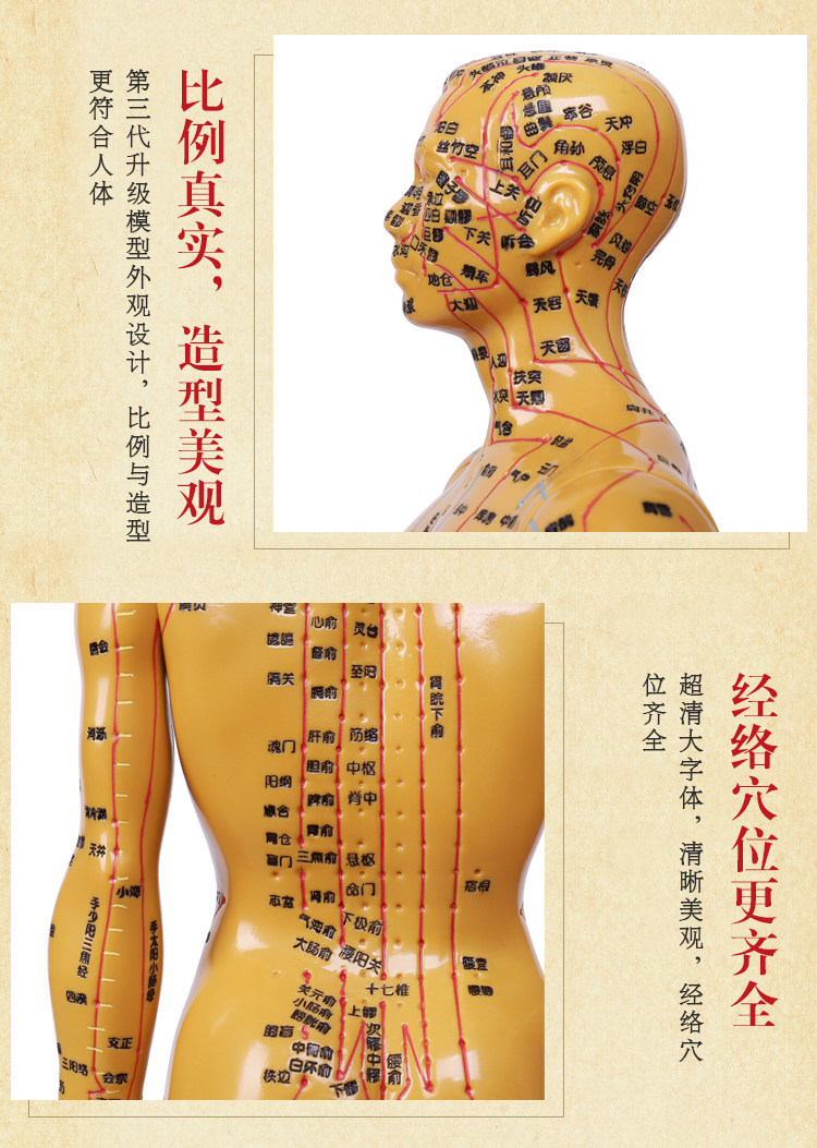 人体模特穴位经络穴位按摩经络图模型中医学针灸人体模型全身男女