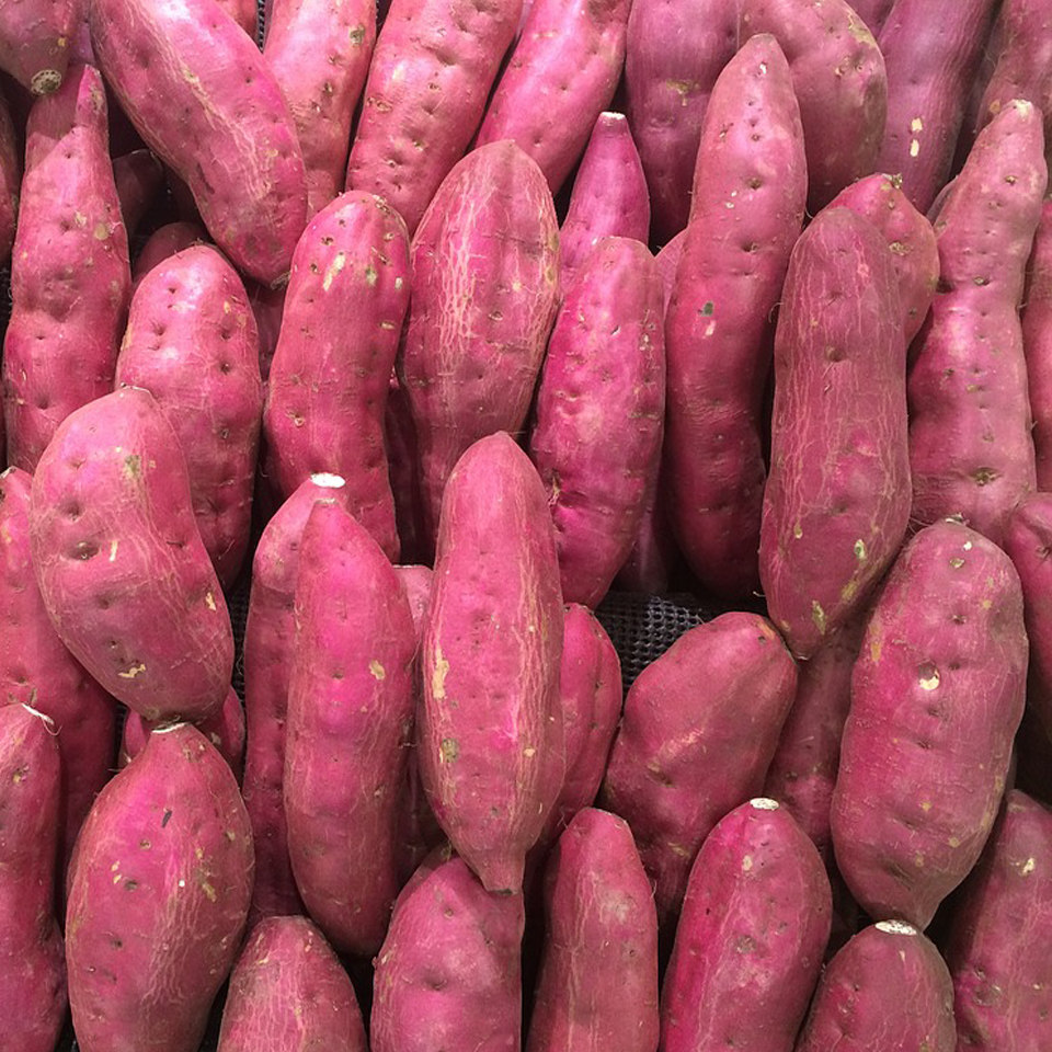 现挖河南红薯地瓜蜜薯新鲜整箱10