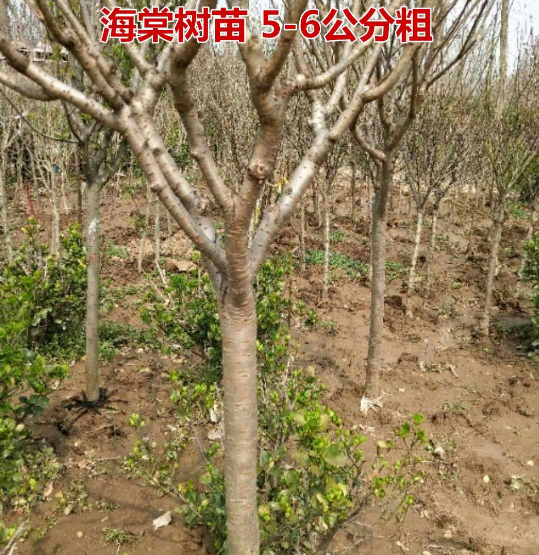 高杆海棠树苗 西府海棠 垂丝海棠 北美海棠树苗 庭院地栽绿化苗木