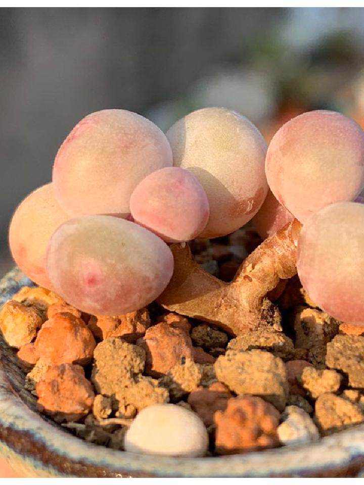 彩虹奶酪老桩水光针奶酪芭比罕见多肉-健身的木子