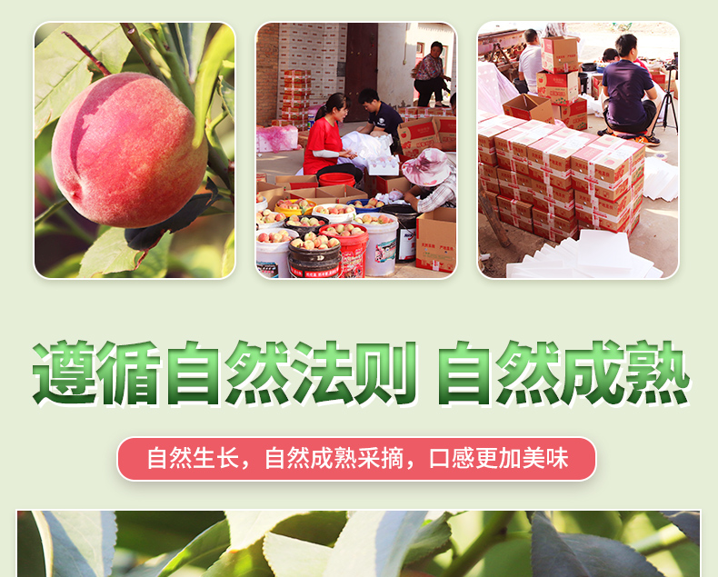 遵循自然法则自然成熟自然生长,自然成熟采摘,口感更加美味-推好价 | 品质生活 精选好价