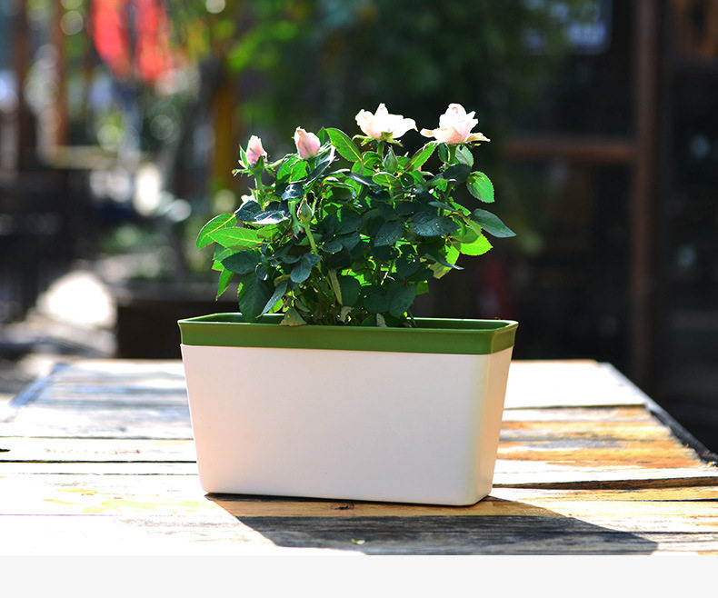 懒人花盆自动吸水小花盆栽办公室桌面免浇水塑料绿萝多肉室内大蒜