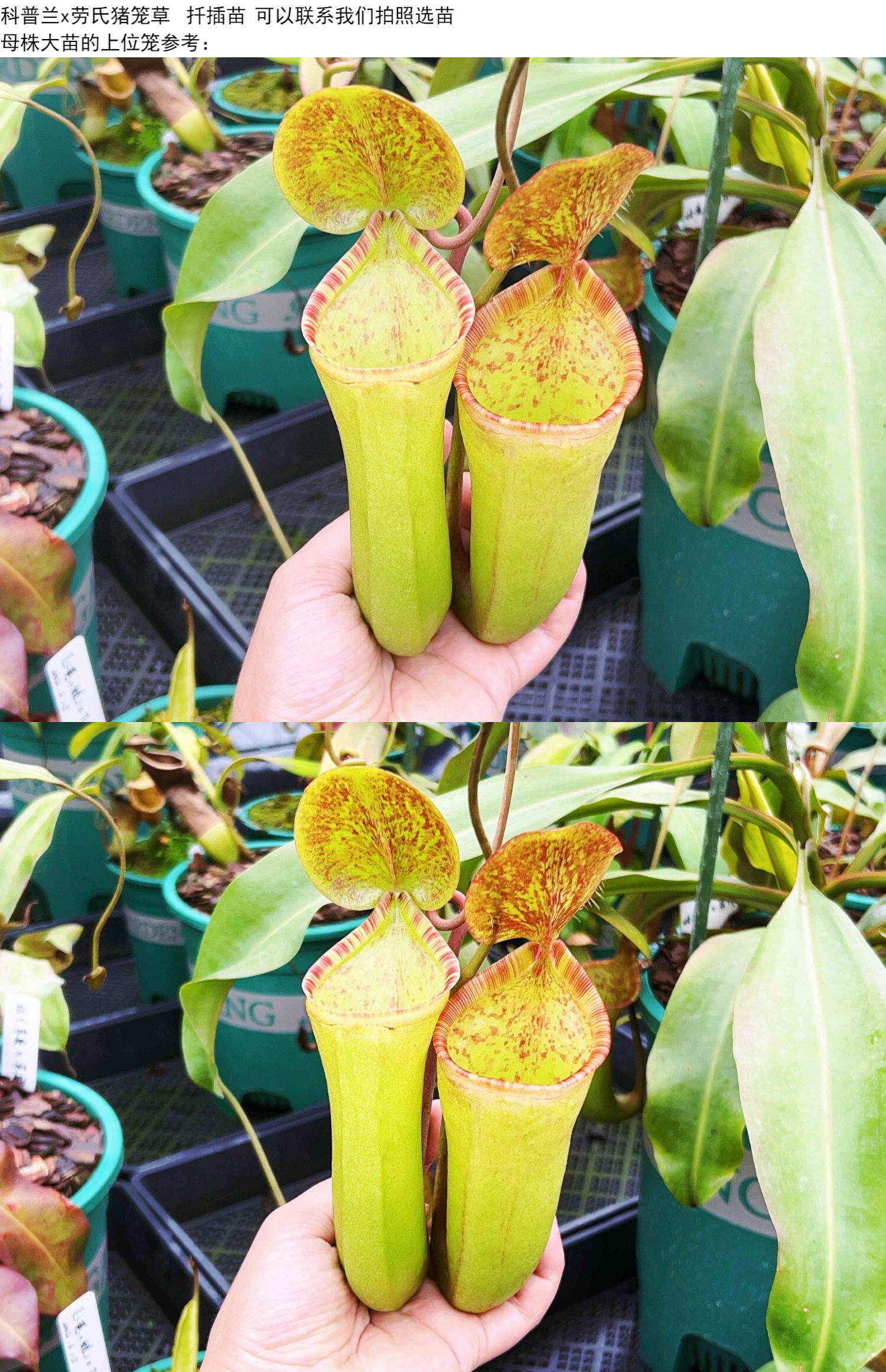 食虫植物 科普兰x劳氏猪笼草 扦插苗