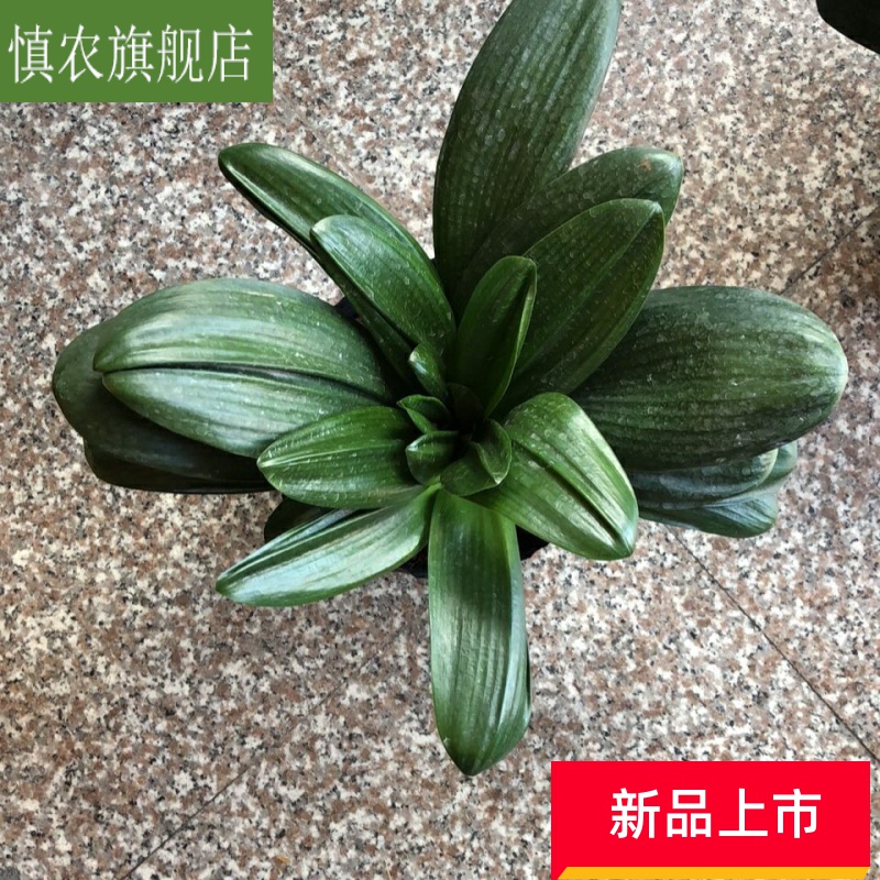 Guanyin base turn blue luck clivia potted flowers indoor living room office desktop high - end of the four seasons green plant