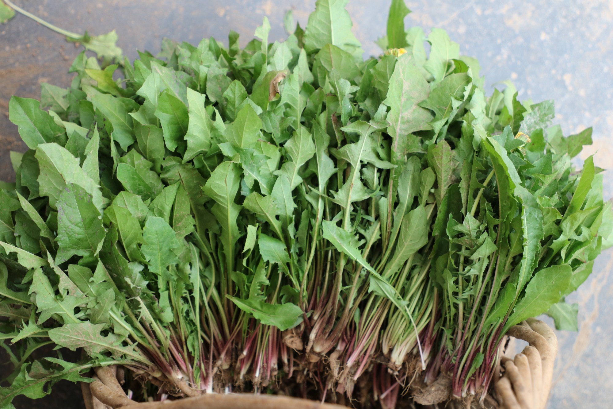 新鲜蒲公英现挖现发新鲜蔬菜坏果包赔净重500克