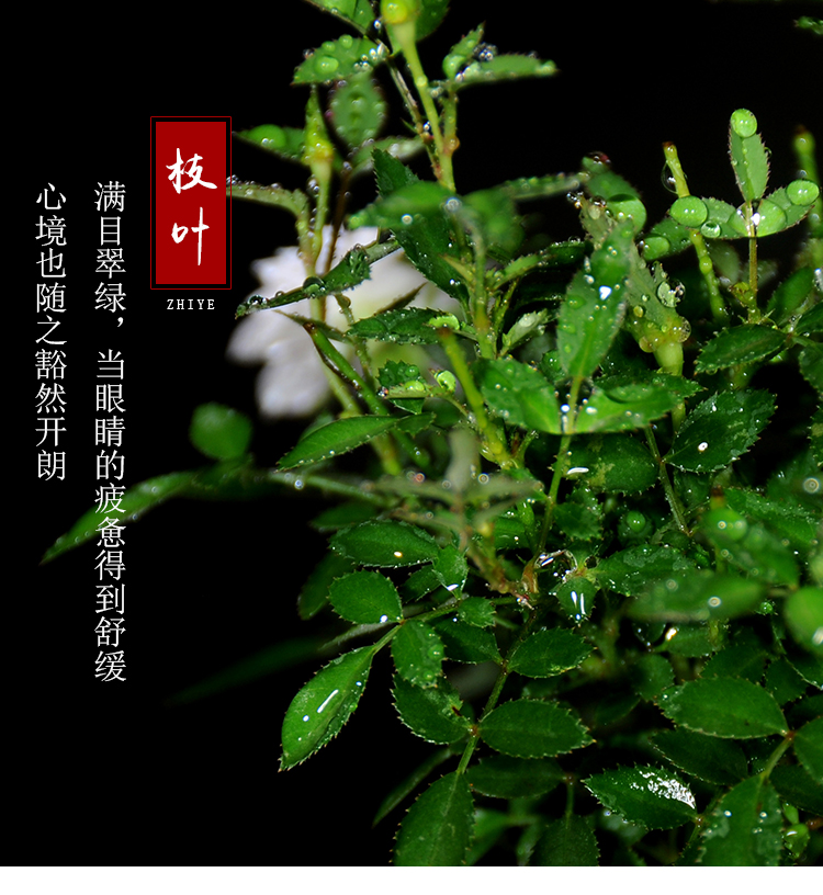 Authentic JiYi female Chinese rose, bonsai micro mini rose four seasons flowering the plants landscape indoor furnishing articles gifts tea table