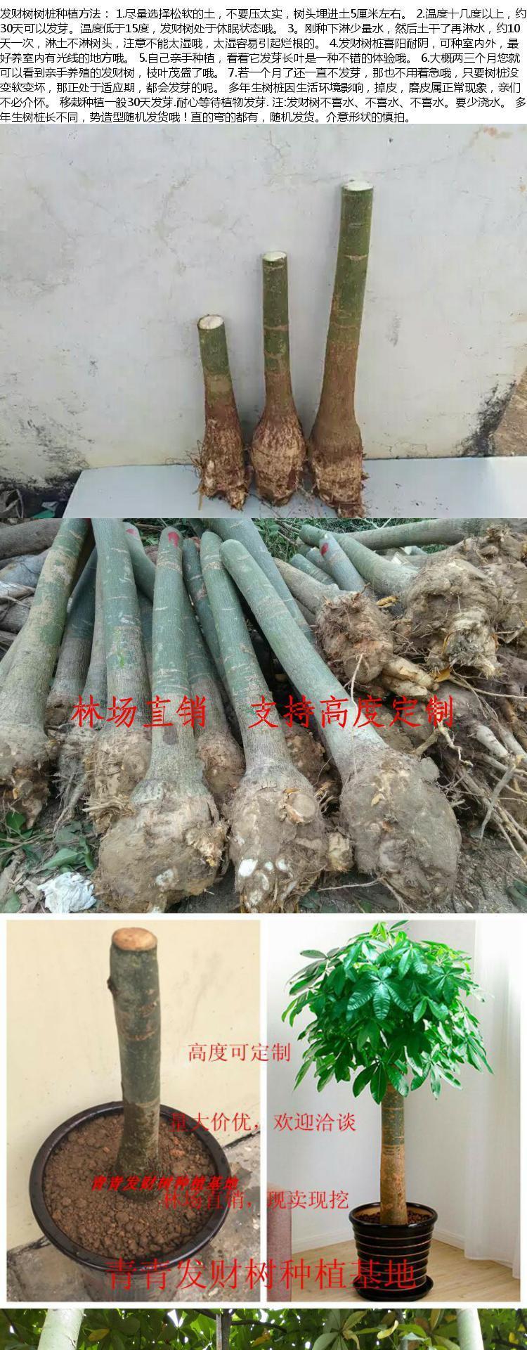 独杆发财树树桩 室内吸除甲醛净化空气观叶植物现卖现挖_7折现价19.
