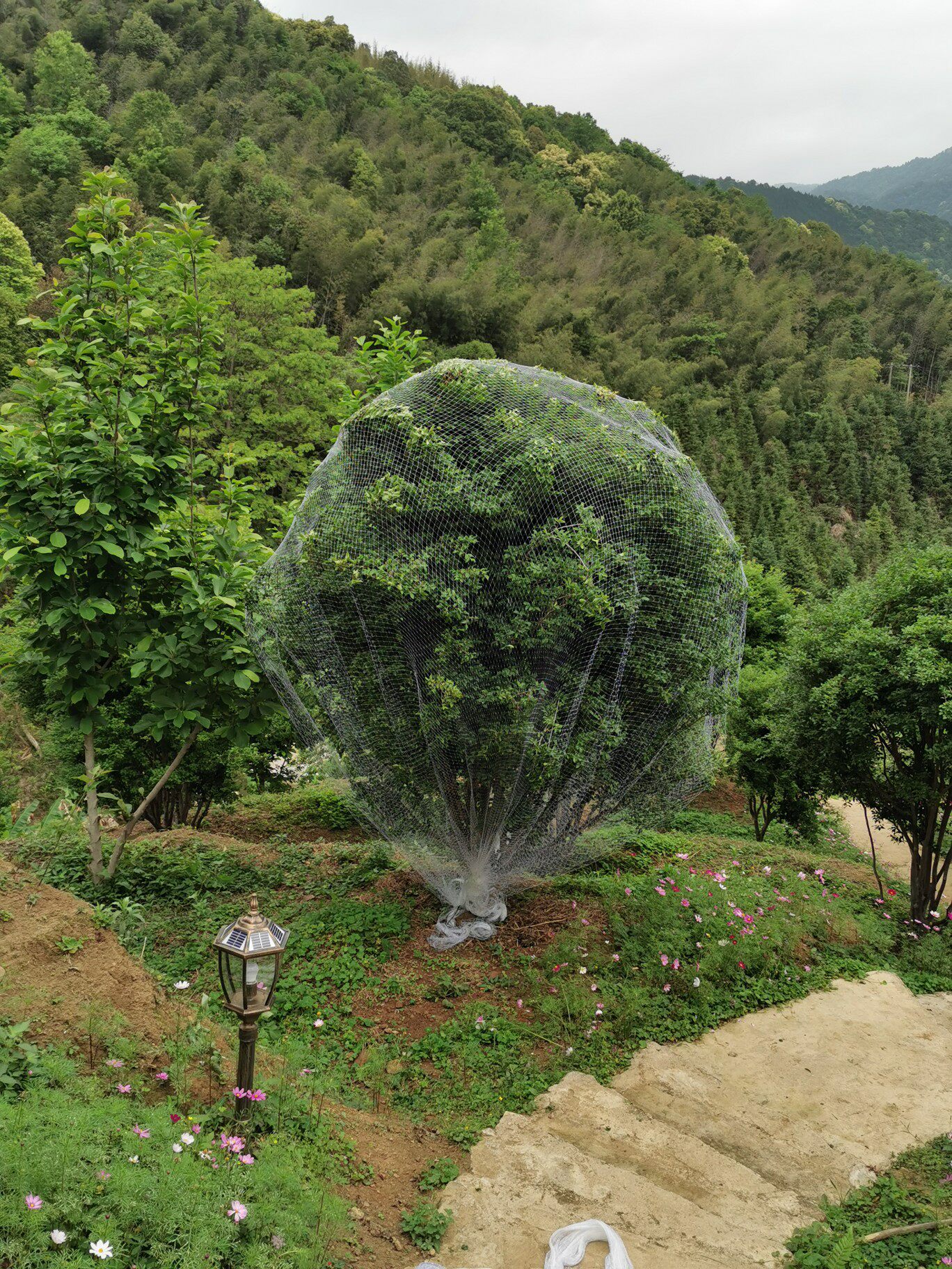 果树专用防鸟网罩樱桃网家庭防鸟用的网果园尼龙网防护罩葡萄蔬菜