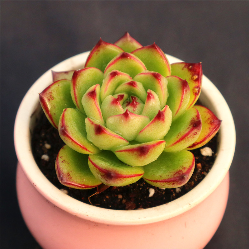 多肉植物月亮石多肉易爆盆群生多头办公室创意盆栽花卉绿植盆栽