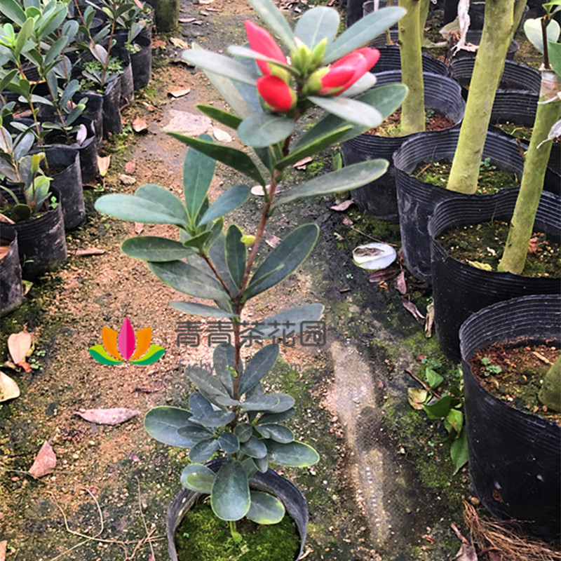 Four seasons cuckoo hongshan open unbeaten rhododendron camellia camellia seedlings flower pot camellia seedlings with buds shot bag in the mail