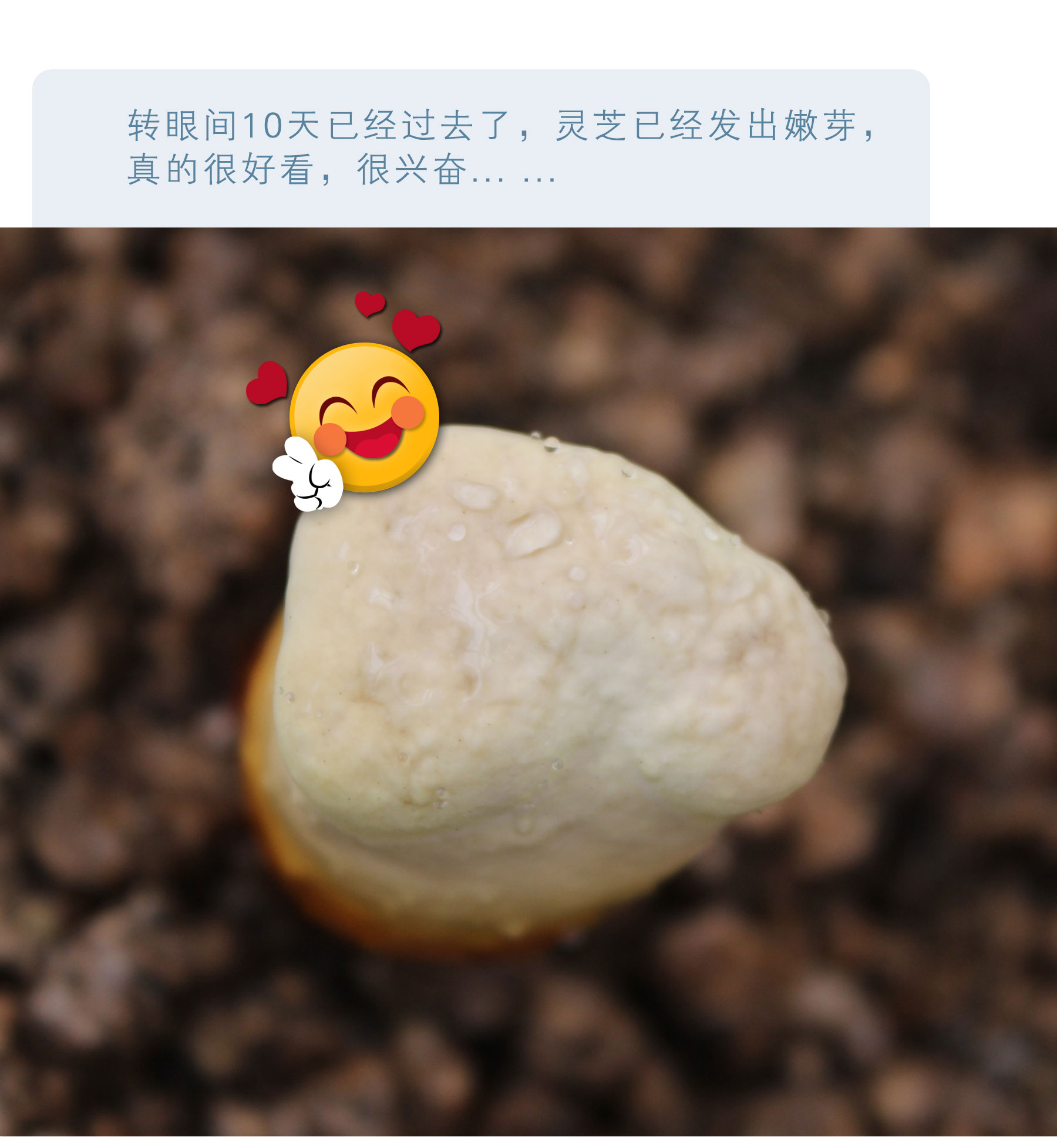 【吉森卓远】长白山灵芝孢子粉100g