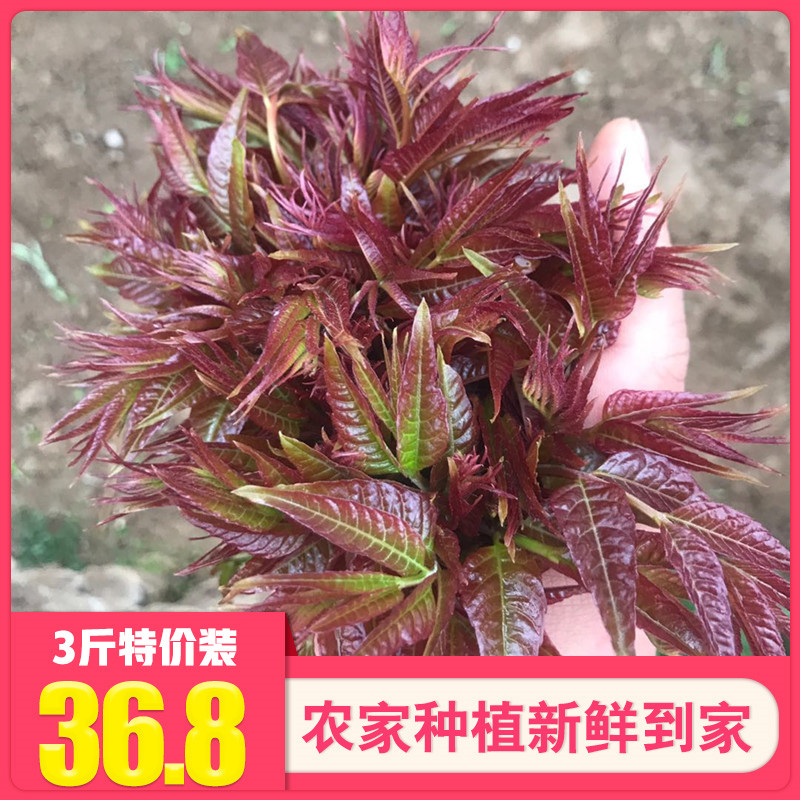 柯小二 新鲜红香椿芽 3斤