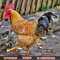 Purebred golden reed flower red Reed chicken breeding egg high yield chicken native chicken fertilized egg hatched fertilized egg Wenshang Reed chicken