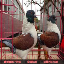 Pigeon live viewing gross kilograms of meat pigeon young pigeon tricolor Modenna