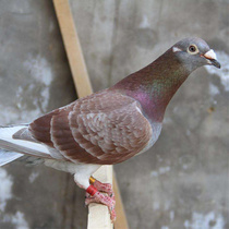 Pedigree pigeons live species pigeons long-range pigeons young pigeons young pets viewing pigeons live pigeons