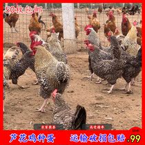 Golden Reed chicken breeding eggs can hatch purebred Reed eggs fertilized eggs 50 fertilized eggs