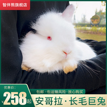 Angora rabbit live net red with the same giant rabbit live pet rabbit live long-haired rabbit grass mud rabbit Large rabbit live