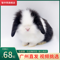 Rabbit live animal lop rabbit pet rabbit live dwarf rabbit small mini rabbit Childrens gift long-haired cat cat rabbit live
