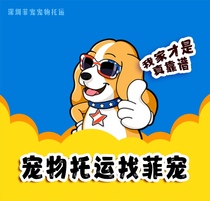 National pet shipping service Shenzhen door-to-door special car transportation air transportation cats and dogs international express delivery agency mailing