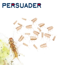 Persuader Fly fishing Fly fishing simulation insect bait Handmade material stonefly stone fly nymph plastic body