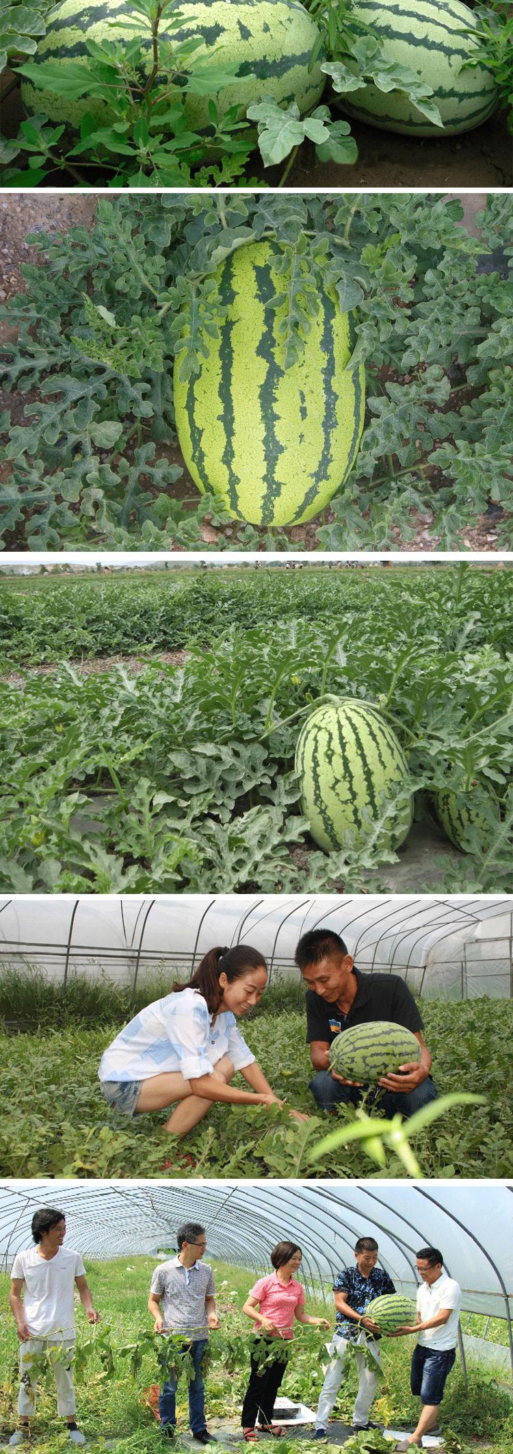 巨型西瓜种子 特大懒汉西瓜种子 高糖大瓜四季水果种子超甜 包邮