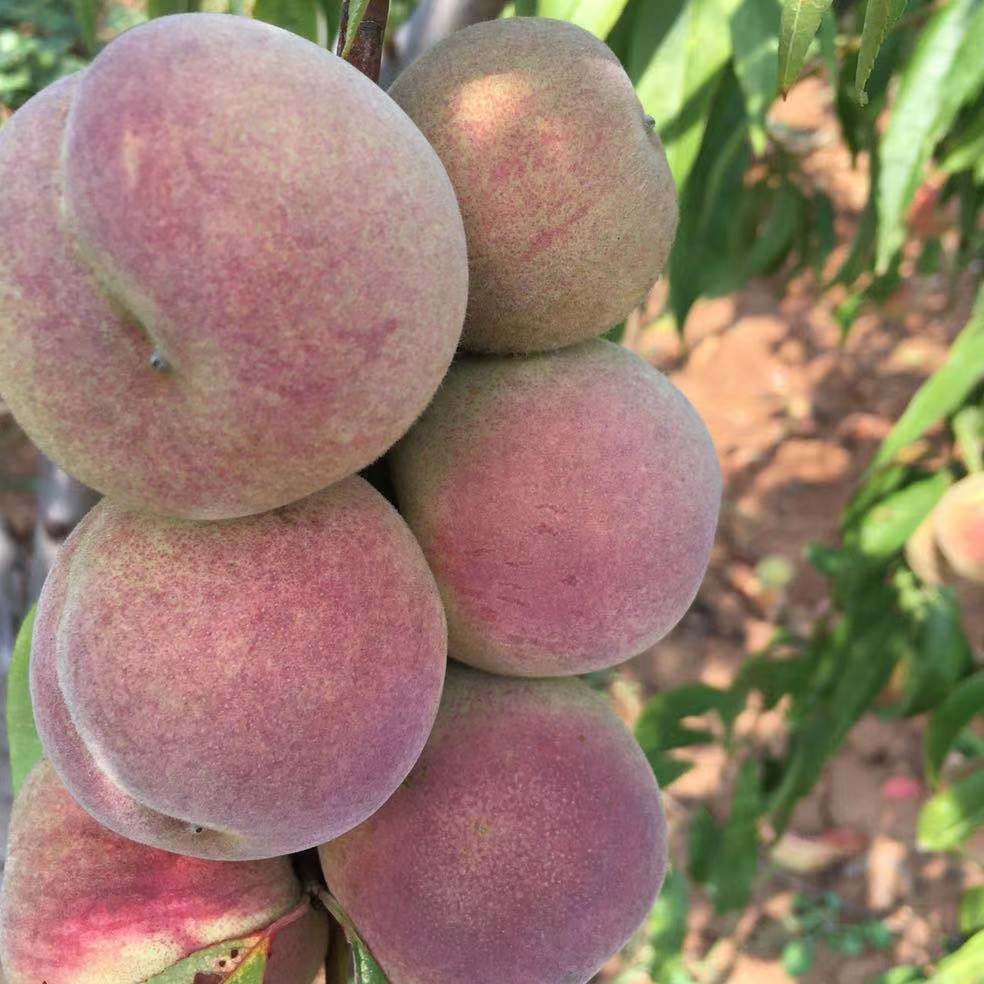 直供特新鲜,果肉饱满,香甜多汁,果香伊人,软硬都能吃,桃子硬时脆甜,软