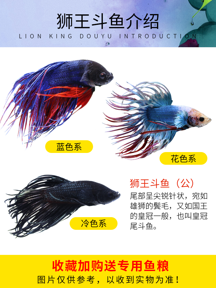 Thailand Douyu Ponytail LION Half-Month Female Douyu Ornamental Fish Tropical Fish Living Pet Freshwater Fish Fish Tank