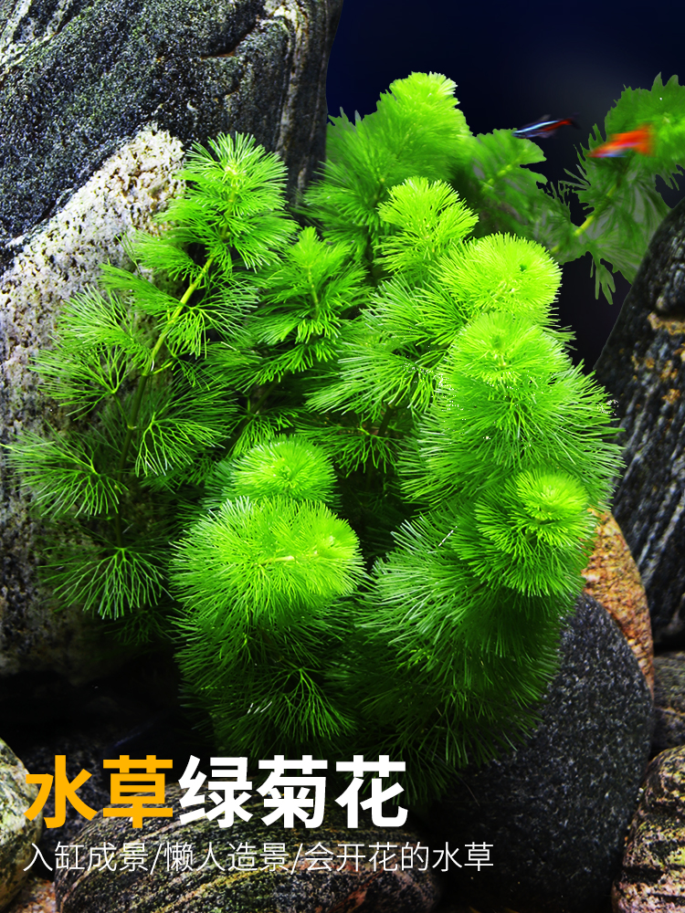 Fish Tank Landscape Water Grass Green Chrysanthemum Green Court Aquarium Grass Pot Plant Living Negative Real Aquatic Plants Lazy Novice