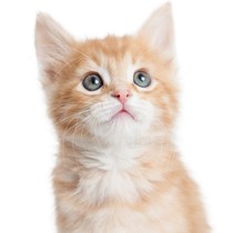 Cute orange white cat pure orange cat big fat orange civet cat raccoon white cat domestic pet cat garden cat