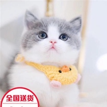 British shorthair cat blue white kitten blue white cat English short blue white milk cat blue cat cub pet cat cute shorthair cat