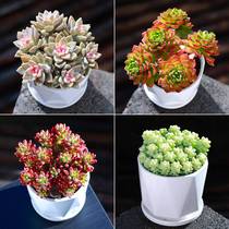 New Meat Plant Combination of Green Flowers New Flower Plant in Yunnan Direct Multi-meat Plant Pot
