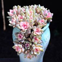 New Package for Pot Plant Pot Plant in Yunnan Direct Office of Pink Purple Mist Plant