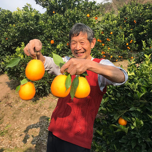 夔原敏奉节脐橙纽荷尔5斤长01