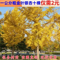 Gingko Tree Live Seedling White Fruit Tree Seedlings Occupy demolition gingko Miao Miao Miao Courtyard Greening Plant tree Ginkgo Saplings