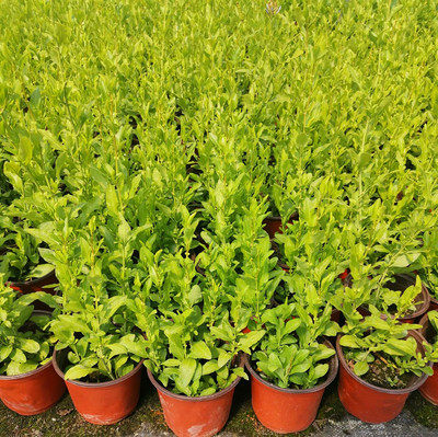 藤本花卉蓝雪花红雪花白雪花苗阳台庭院盆栽爬藤植物包邮