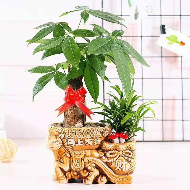 Rich tree ceramic pot indoor flowers small bonsai office green plant lucky money tree, a tree absorb formaldehyde and living room