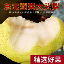 Northeast specialty big-headed pear eggplant pear Banana pear fresh fruit pear Tawau pear soft waxy sweet Liaoning 5