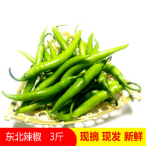Northeast specialty small pepper farmers grow their own vegetables fresh peppers fresh spicy Meizi food dipping sauce 3 kg of sharp peppers