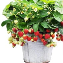 Strawberry seeds Plant seeds Fruit bonsai Easy to survive