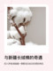 jieliya pillowcase 순수면 원피스 고정 가능한 면화 고급 싱글 여름 베개 비 슬라이드 및 떨어지지 않음 jieliya pillowcase 순수면 원피스 고정 가능한 면화 고급 싱글 여름 베개 비 슬라이드 및 떨어지지 않음