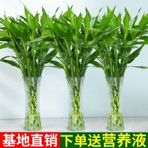 Suitable for indoor potted plants Good Flora Plants Indoor suction formaldehyde Middle basin Joe to new house New house Home