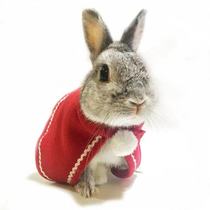 Rabbit clothes pet dog dog dog cat clothes cat cloak tedteddy than bear kitten photo Net red Christmas Cape